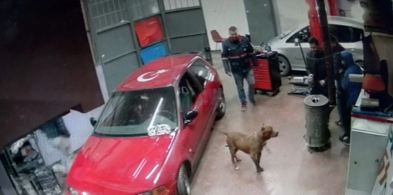 (ÖZEL) Tamirhanede pitbull paniği kamerada

