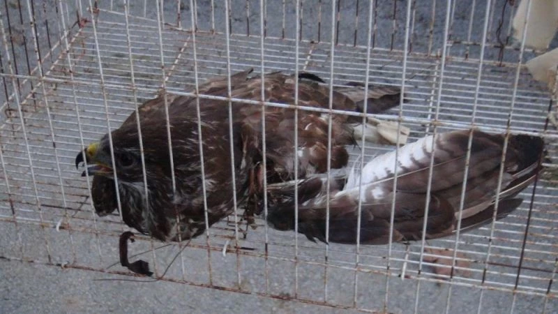 Jandarma yaralı atmacayı hayvan barınağına teslim etti
