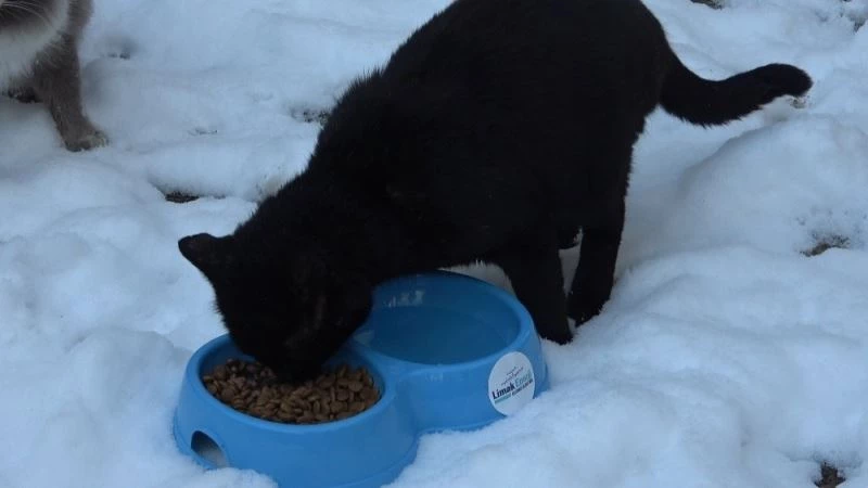 Karda kışta sokak hayvanlarını unutmadılar
