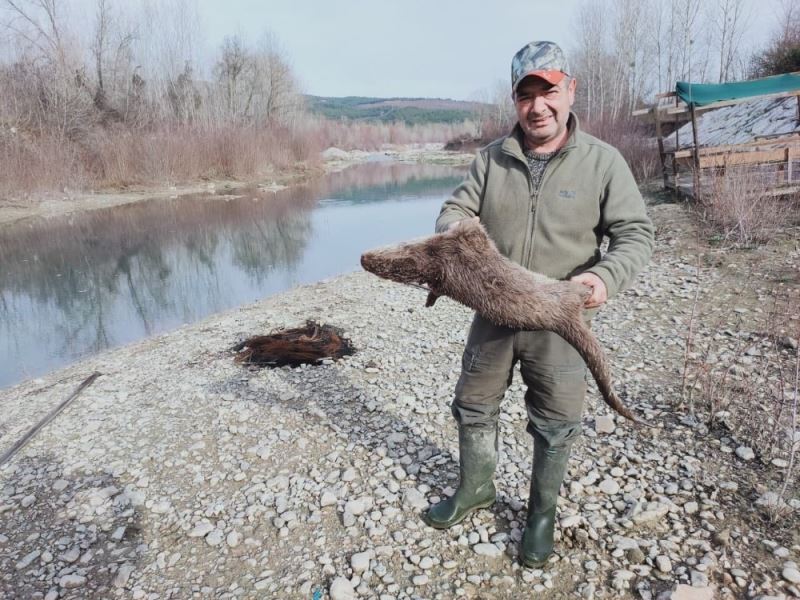 Nesli tükenmekte olan su samurunu tüfekle vurdular
