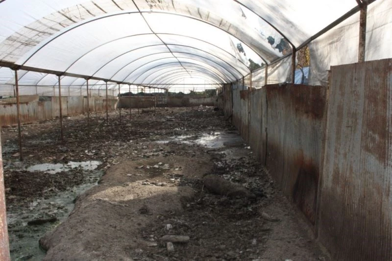 Kaldırılan domuz çiftliğinin atıkları mikrop saçıyor
