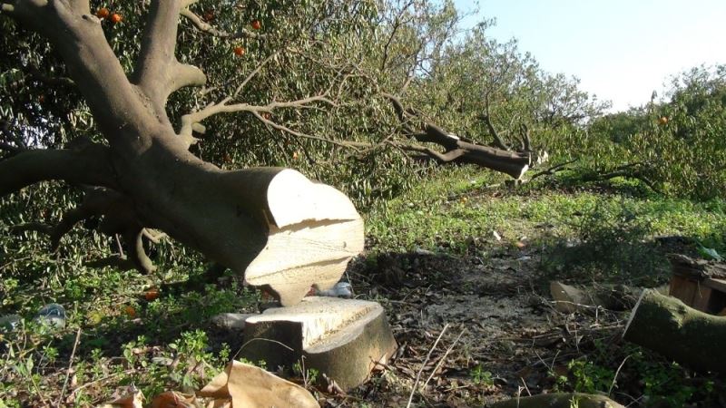 Antalya’da binin üzerinde narenciye ağacının sera için katledildiği iddiası
