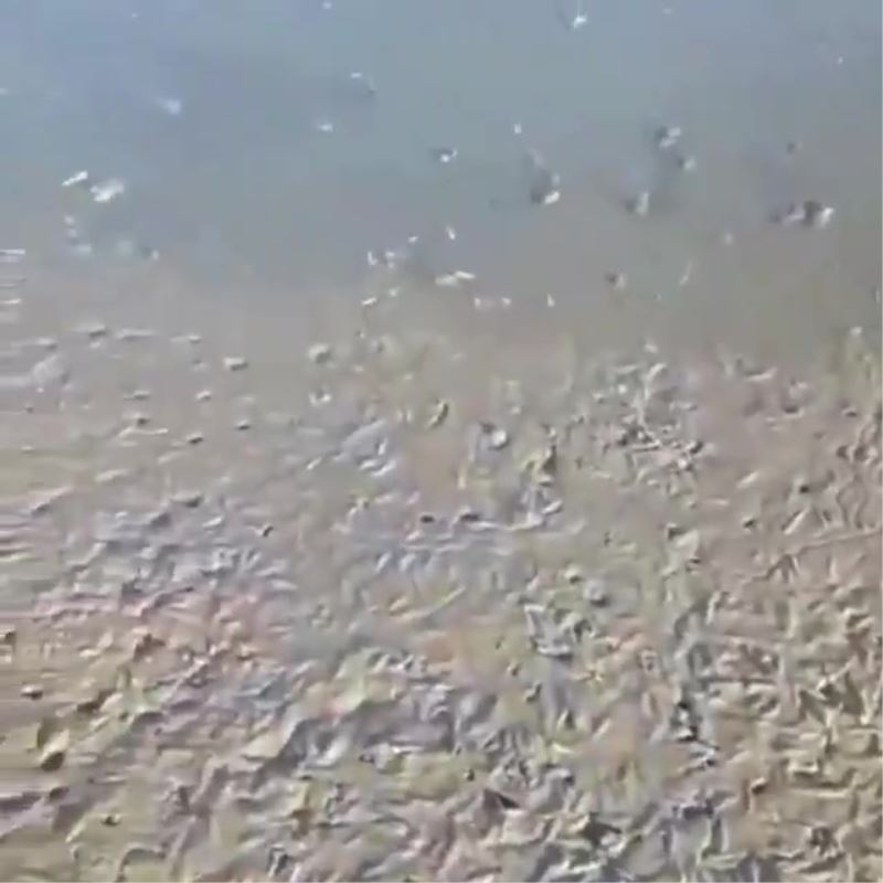 (ÖZEL) Ömerli Barajında korkutan görüntü: Yavru balıklar ölüm tehlikesiyle karşı karşıya
