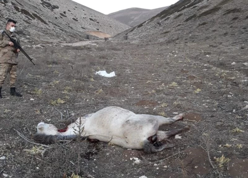 Yılkı atlarının katledilmesiyle ilgili inceleme başlatıldı
