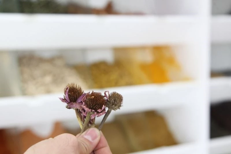 Sıcaklık farkının vücuda zararına ekinezya çaylı çözüm
