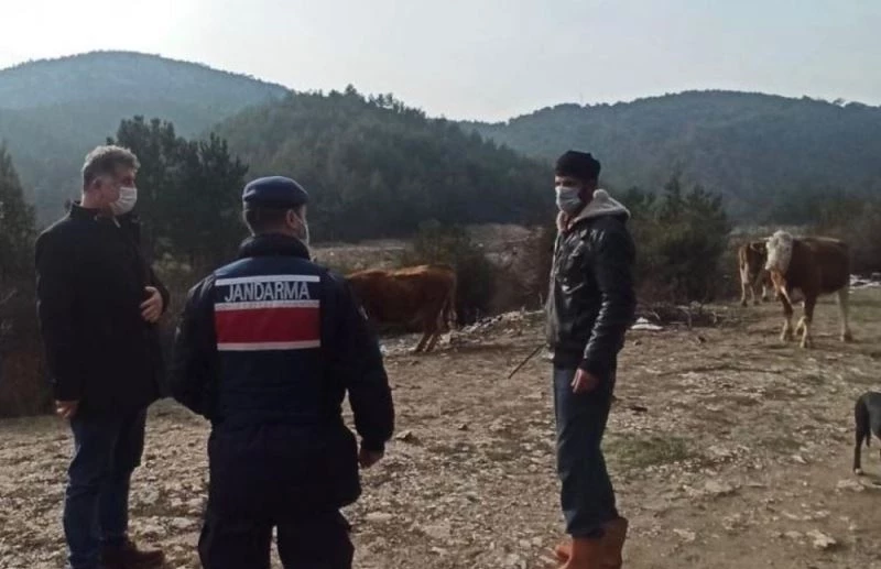 Siste kaybolan büyükbaş hayvanları jandarma ekipleri buldu
