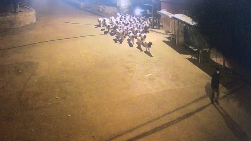 Hayvanların dışkılarını takip ederek hırsızları yakaladılar
