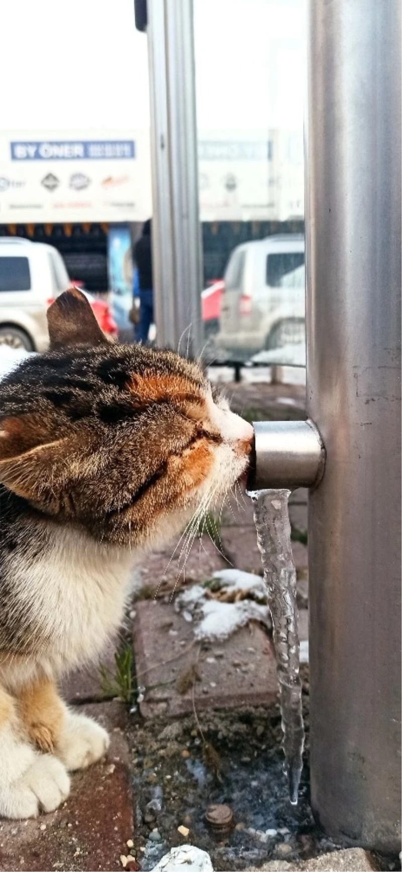 Susuz kalan kedinin buzu yalaması objektiflere yansıdı
