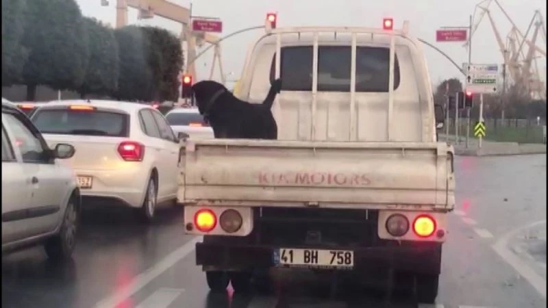 (Özel) Köpeğin 85 km hızla kamyonet kasasındaki tehlikeli yolculuğu kamerada
