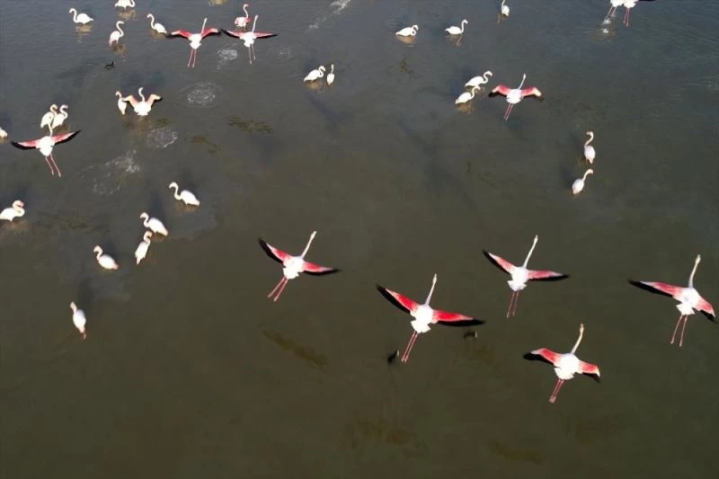 Türkülere konu olan allı turnalar Çukurova Deltası