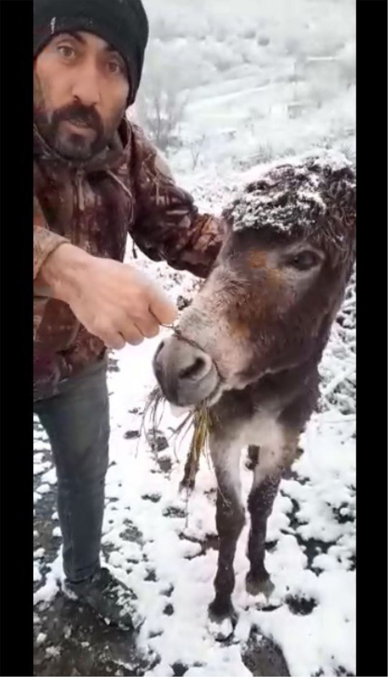 Eşeğin ağzını telle bağlayıp kar altında ölüme terk ettiler
