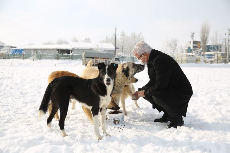 Soğuk havalarda sokak hayvanlarına Nilüfer Belediyesi sahip çıkıyor
