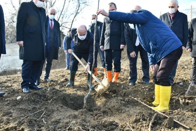 Bafra’da zeytincilik ve cevizcilik yaygınlaşıyor
