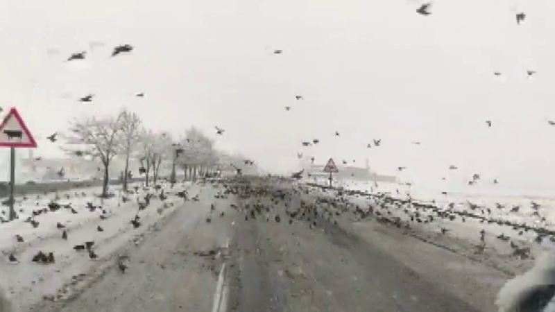 Diyarbakır’da aç kalan kuş sürüleri yollara indi
