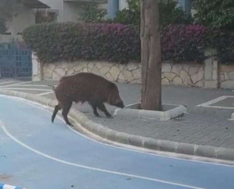Yaban domuzu Marmaris sokaklarında korkusuzca gezdi
