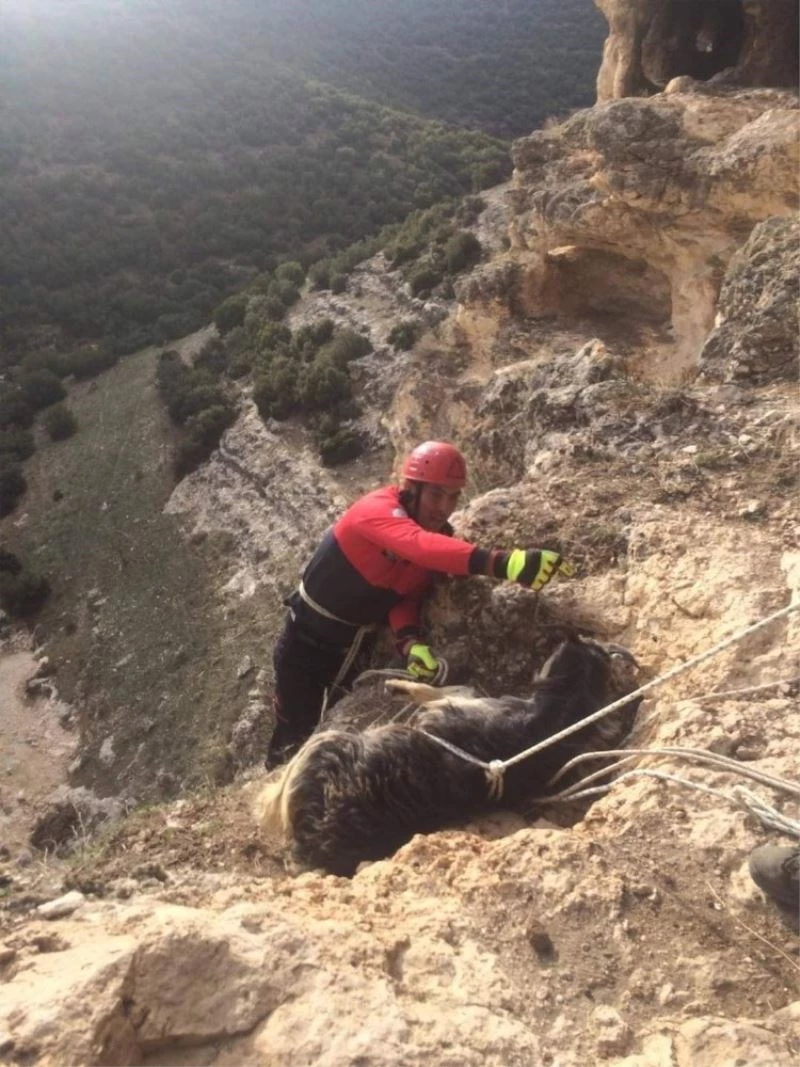 Yamaçta mahsur kalan keçilerin yardımına itfaiye koştu
