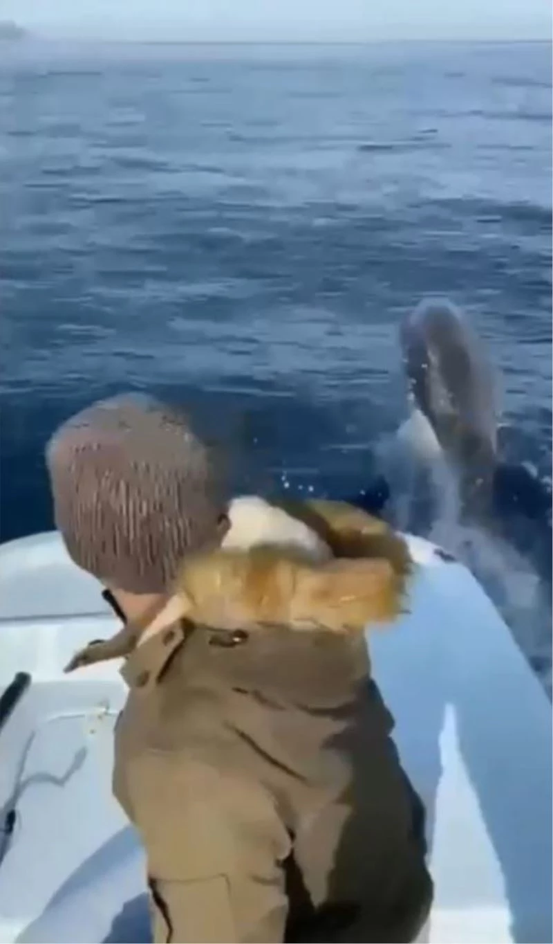 Antalya’da yunuslar tekneyle yarıştı, balıkçılar şaştı kaldı
