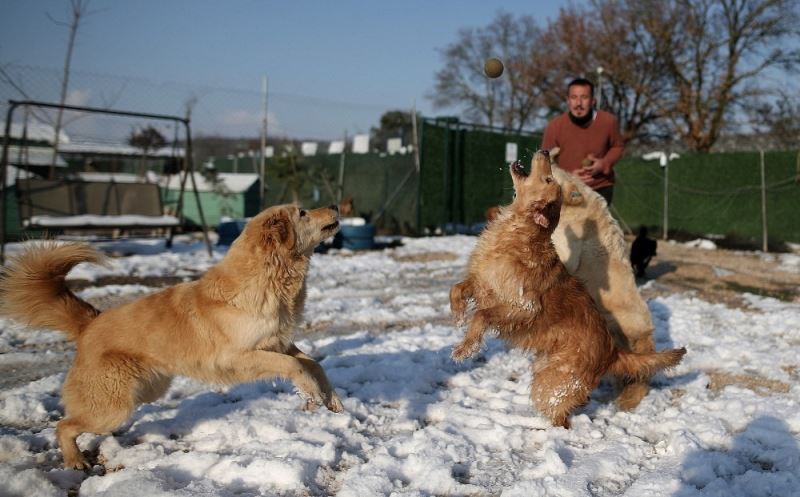 (Özel) Sahipleri tarafından terk edilen köpeklerin karda oynaması tebessüm ettirdi
