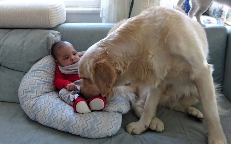 (Özel) Köpek yeni doğan bebeği kimseyle paylaşmıyor

