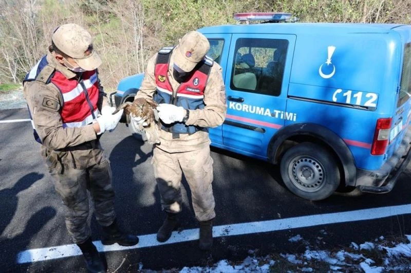 Yaralı şahini donmak üzereyken jandarma kurtardı
