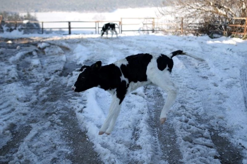 (Özel) Dünyaya gözlerini yeni açan buzağılar karla tanıştı
