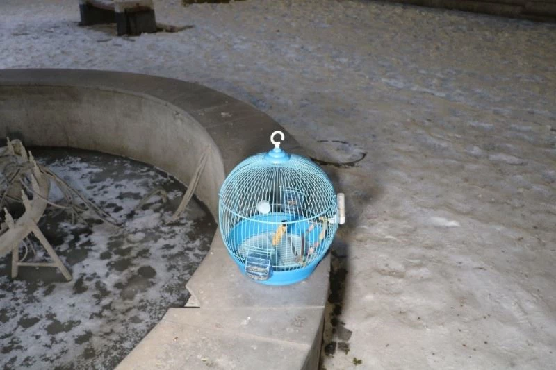 Dondurucu soğukla saatlerce kaybolan papağanı aradılar
