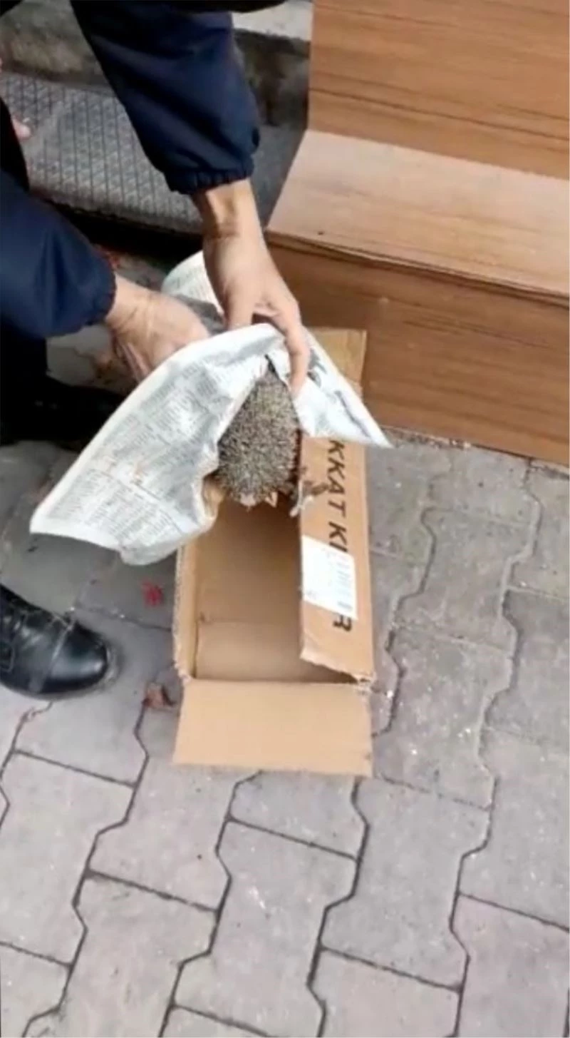 Demir basamağın altına sıkışan kirpiyi zabıta kurtardı
