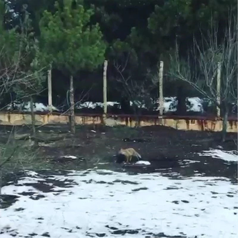 Tavuğunu yiyen tilkiye 