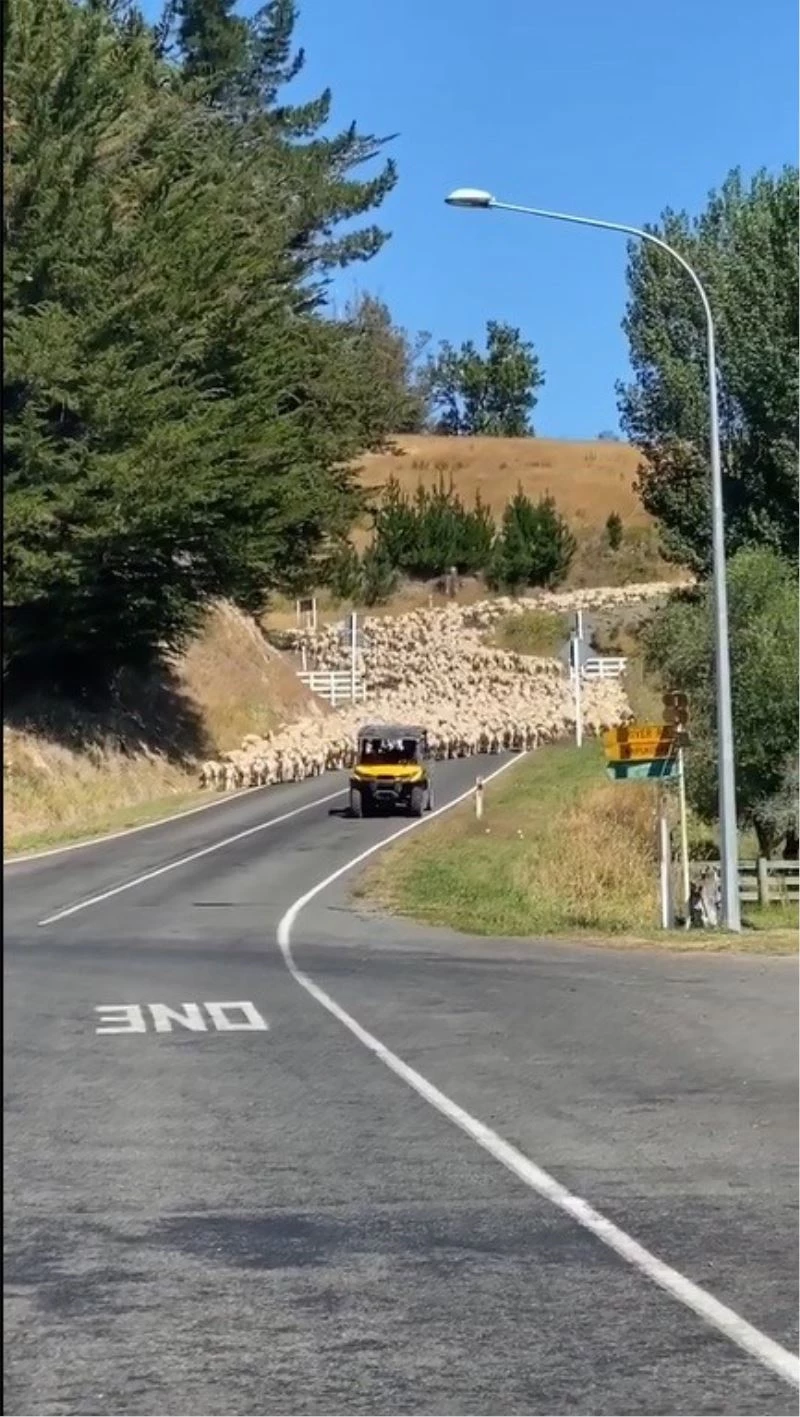 Yeni Zelanda’da 3 bin kuzu köprüyü trafiğe kapattı
