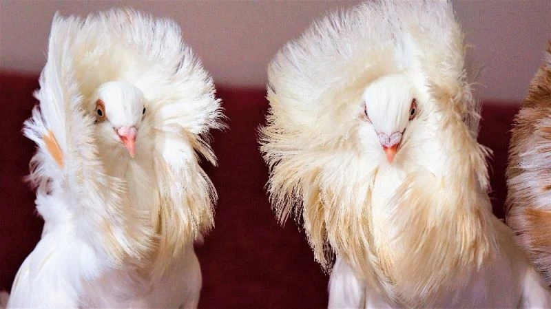 Ev araba parasına güvercin
