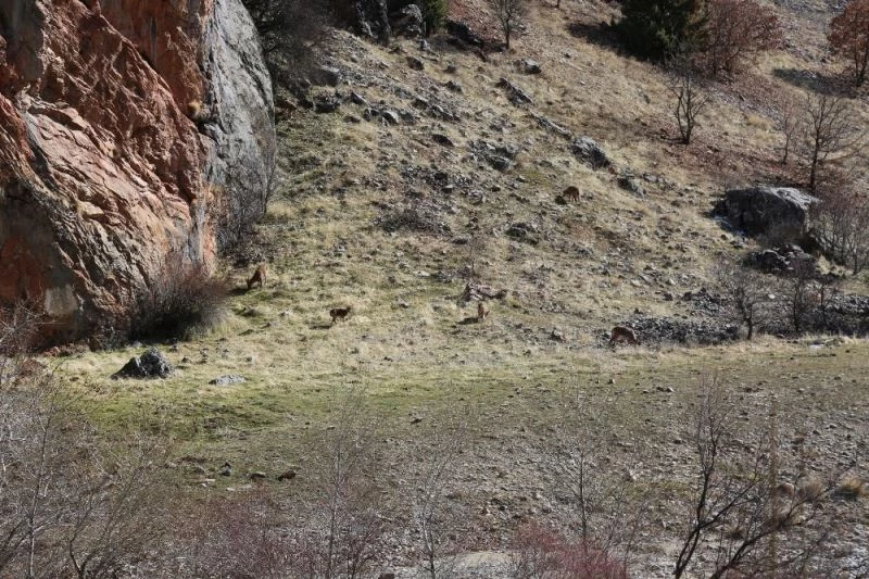 Yaban keçileri, zirvelerden inerek karınlarını doyurdu
