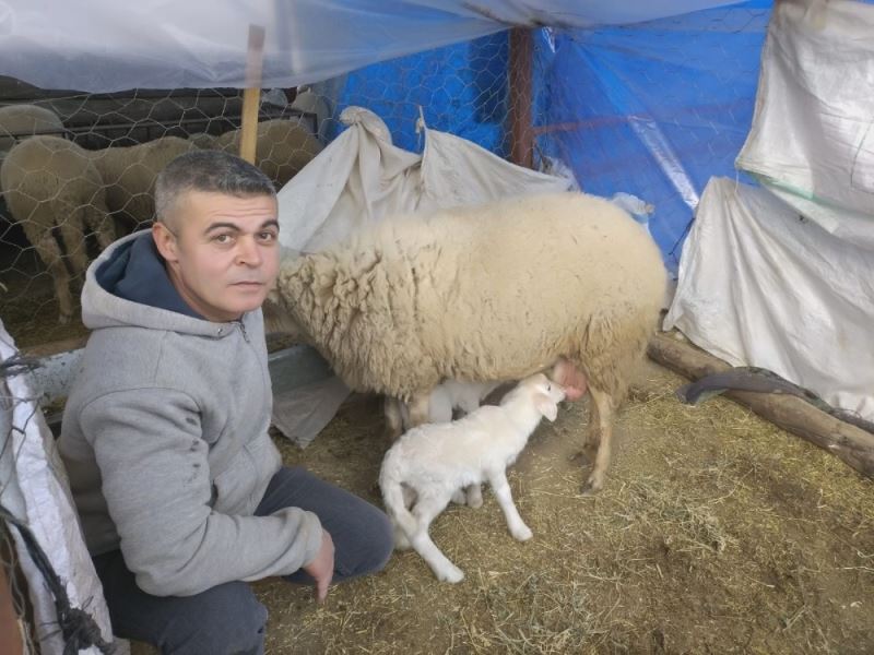 Baharın müjdecisi olan kuzular doğmaya başladı
