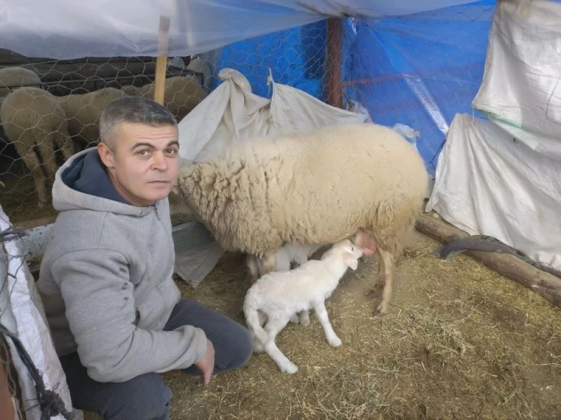 Baharın müjdecisi olan kuzular doğmaya başladı
