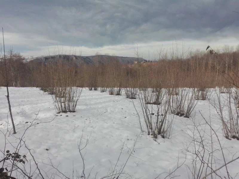 Ordu’daki kar yağışı, fındığın verimini arttıracak
