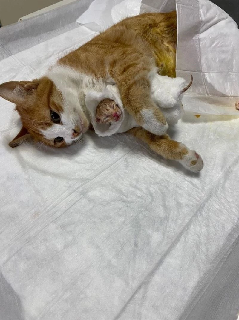 Esenyurt’ta doğum yapmakta güçlük çeken sokak kedisinin yardımına ekipler koştu
