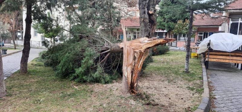 Buldan’da ağaçlar şiddetli rüzgara dayanamadı
