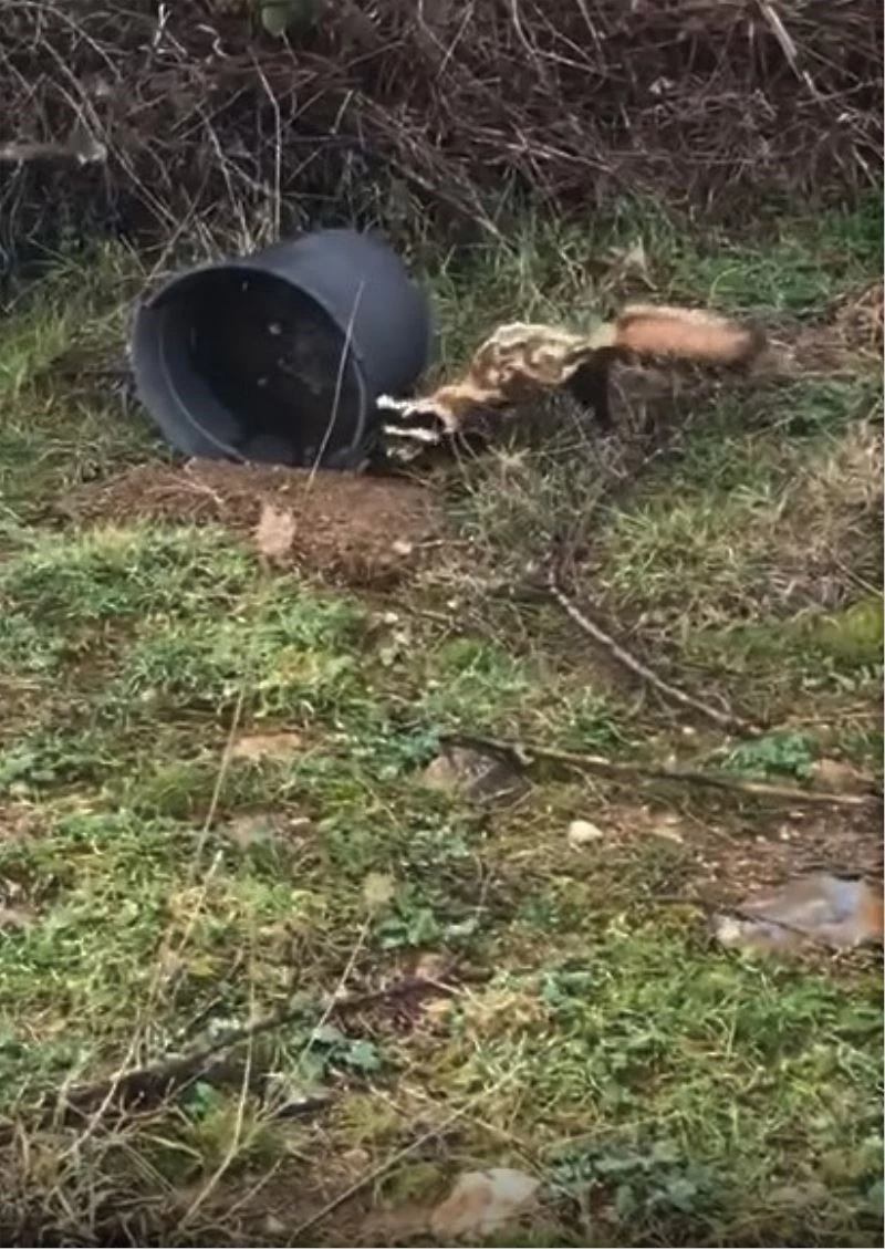 Nesli tehlikede olan ’Alaca Sansar’ Simav’da görüntülendi
