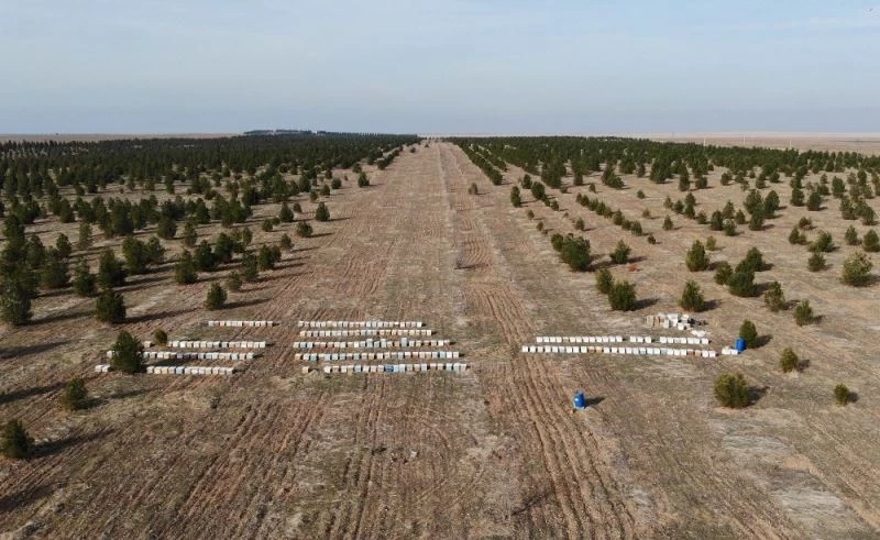 TİGEM sahasında her yıl bin ton bal üretiliyor

