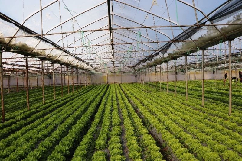 Çarşamba Ovası’nda marul yüz güldürüyor
