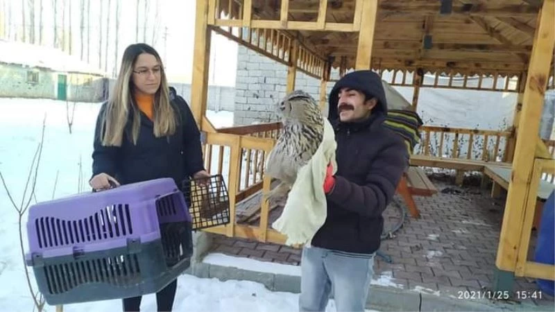 Iğdır’da yaralı puhu kuşu tedavi altına alındı
