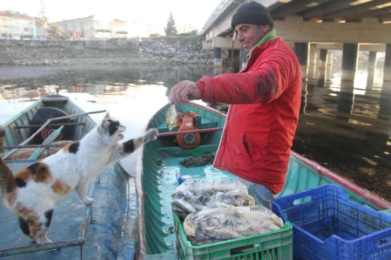 Kediler karınlarını doyurmak için balıkçıların yolunu gözlüyor

