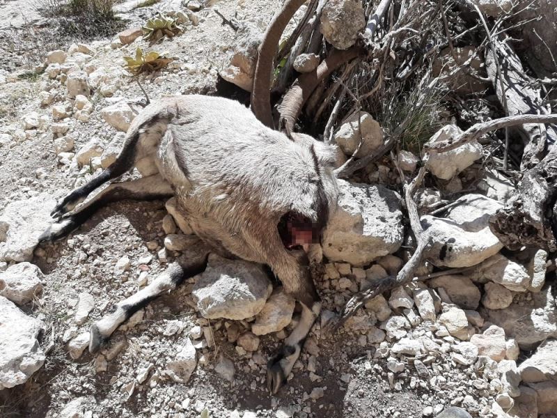 Mersin’de nesli tehlike altında bulunan 7 yaban keçisi ölü bulundu
