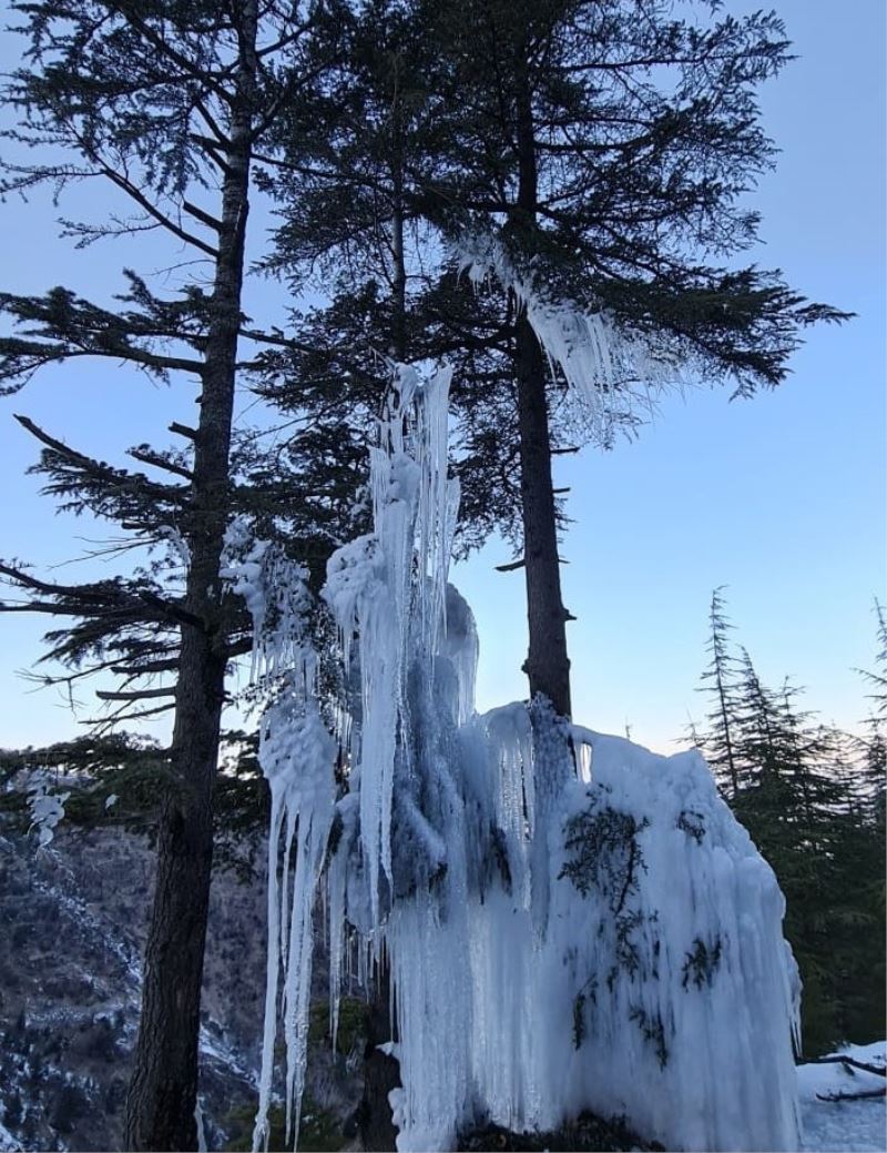 Kahramanmaraş’ta soğuktan ağaç buz tuttu
