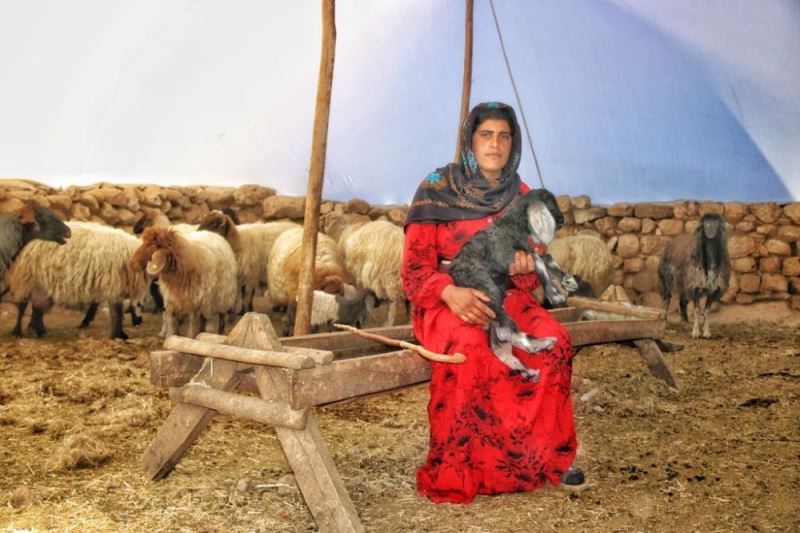 Çocukluğundan beri çobanlık yapan Ayten, ’anne şefkatiyle’ kuzulara bakıyor
