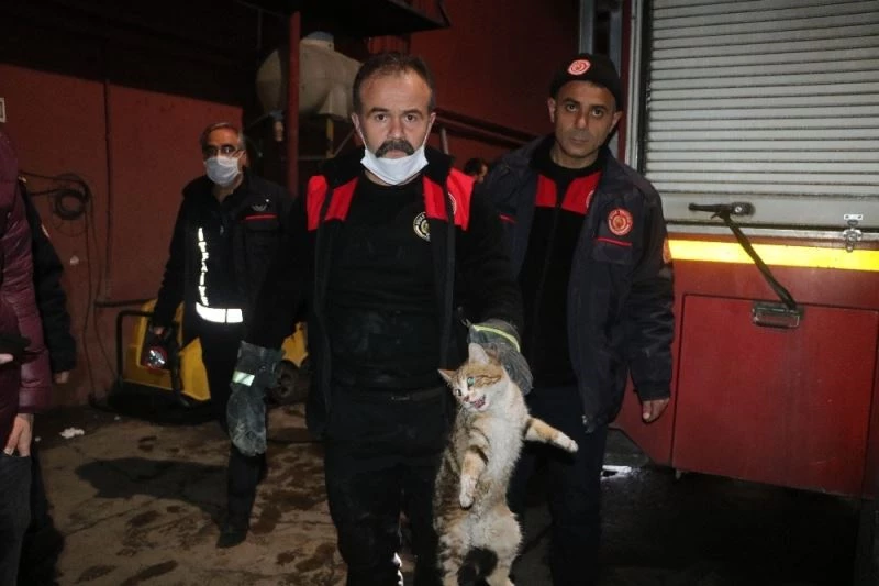 Hırçın kedi, ekipleri alarma geçirdi: Çıkması için hamsi bile verdiler
