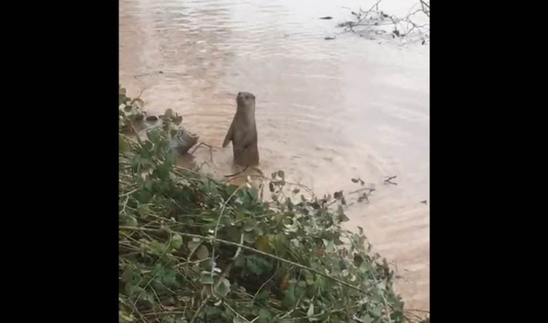 Bartın Irmağı’nda su samuru görüldü
