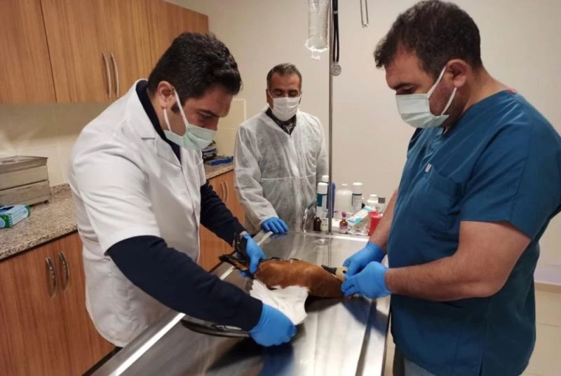 Avcıların yaraladığı leylek ile angut kuşu tedavi altına alındı
