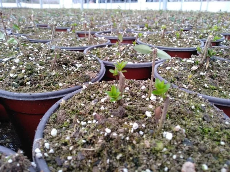 Sera alanında üretimleri gerçekleşen bitkilerin ilk sürgünleri başladı
