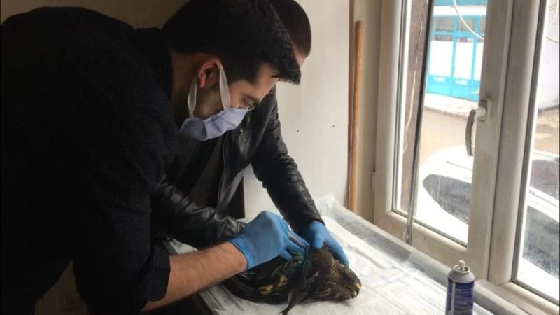 Bahçesinde bulduğu yırtıcı kuşu sağlığına kavuşturdu
