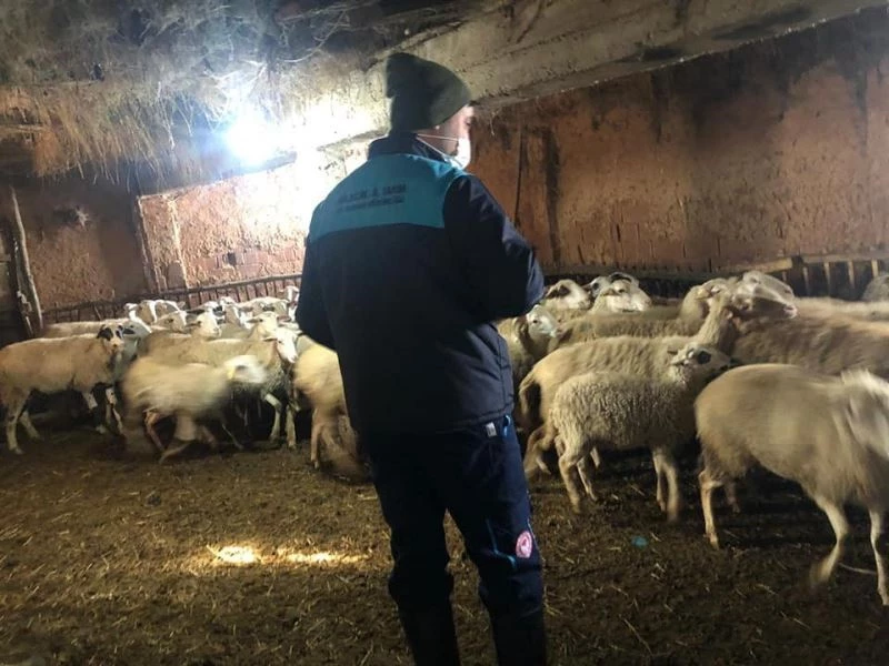 Üreticiye anaç koyun ve keçi desteği devam ediyor
